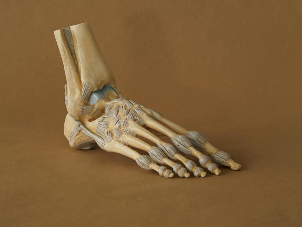 Foot skeleton model at Unity Osteopathy, Parnell. FMT Foot Mobilisation Therapy providers.